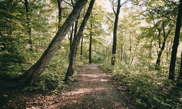 Wellness Walking Group for International Students 